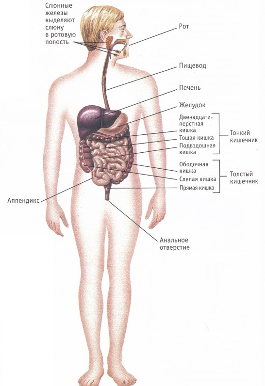 Строение тела органы. Возрастные особенности анатомии пищеварительной системы. Возрастные особенности строения органов пищеварительной системы. Схема организма человека женщины. Схема человека с внутренними органами женщины.